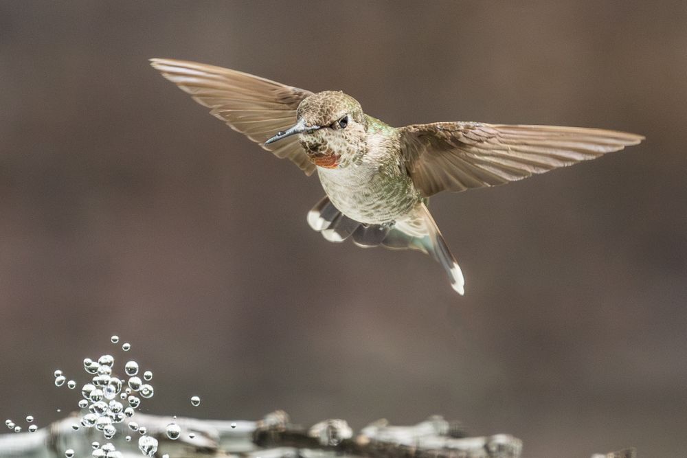 Beautiful Immature Male Anna's Hummingbird Enjoying The Water Fountain