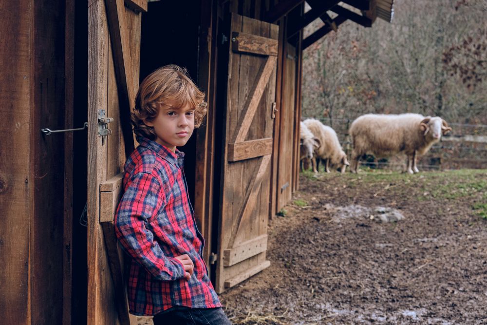 Boy standing in paddock with pasturing sheep