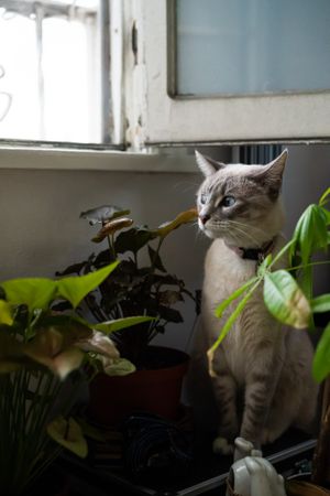 Pretty cat sitting with house plants near open window