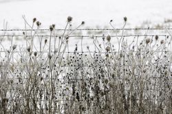 Frosted winter vegetation