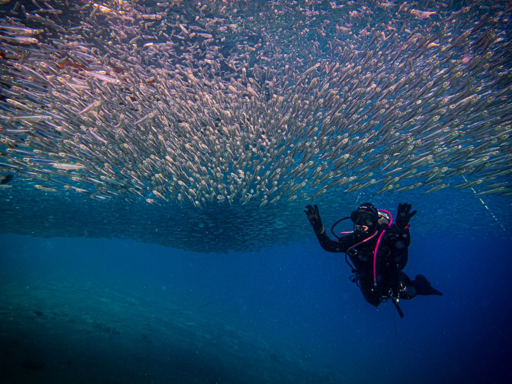 Underwater shot of man in diving suit near fish