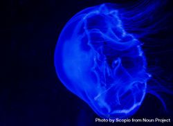 Blue illustration of jellyfish bDGLy4