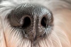 Muzzle of little purebred dog with long coat
