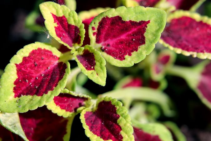 Red and green plant in garden in macro style