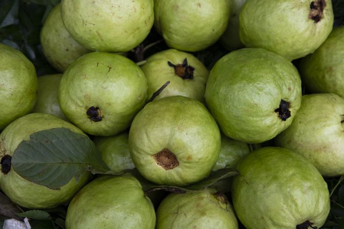 Fresh Green Guava fruits Displayed for sale in the Market of Bangladesh