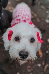 terrier in suit in street