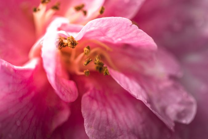 Close up of orange pistils in pink flower