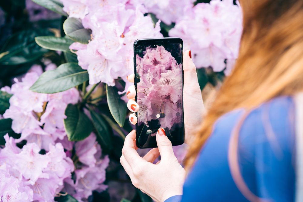 Woman picturing blooming flowers