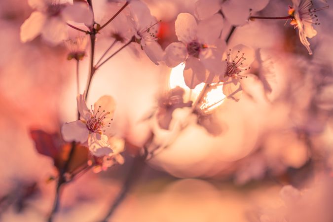 Close up of cherry blossom branch in the autumn