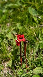 Single red wildflower growing in grassy field.