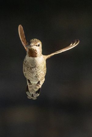 Beautiful Immature Male Anna's Hummingbird In Flight.