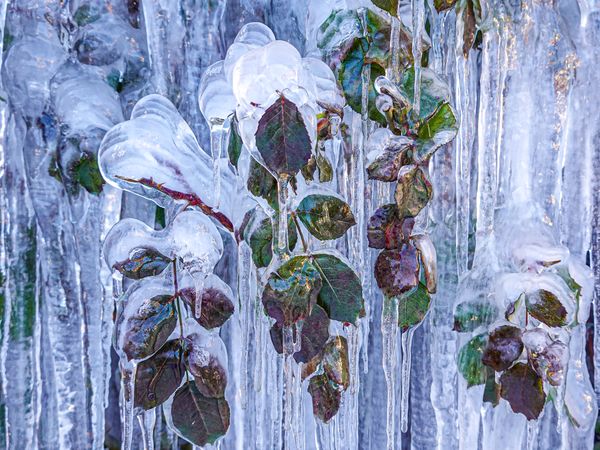 Close up of frozen rose hedge, Rougemont