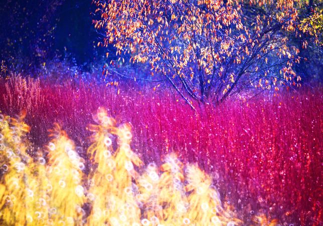Blurred trees in forest