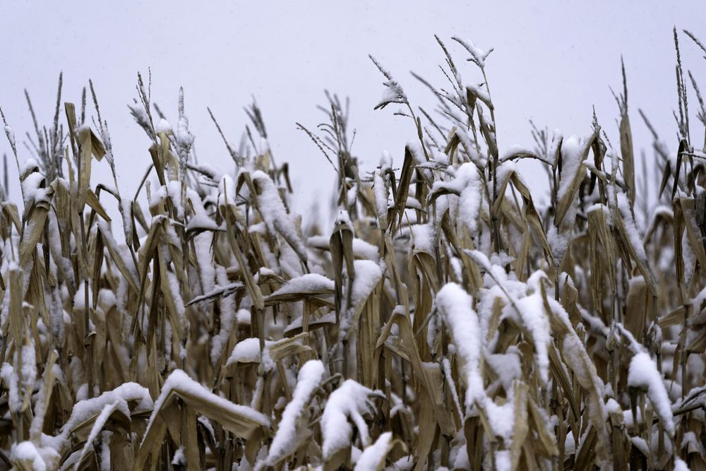 Close up of snow topped wheat