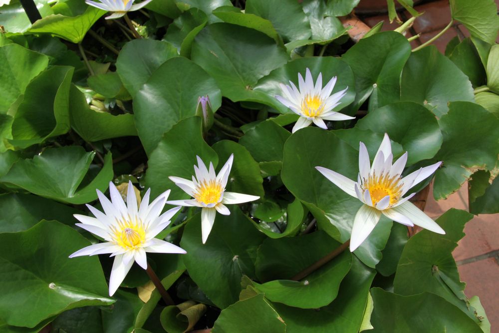 Lotus flowers green leaves