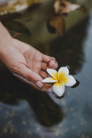 Person holding a frangipani over water surface