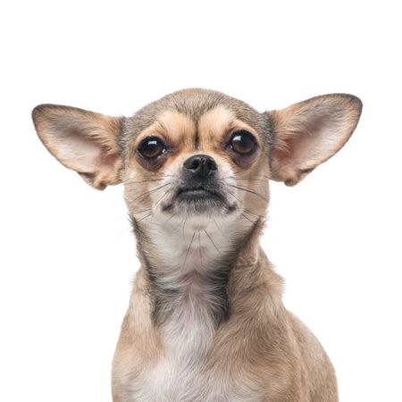Chihuahua portrait at a blank background