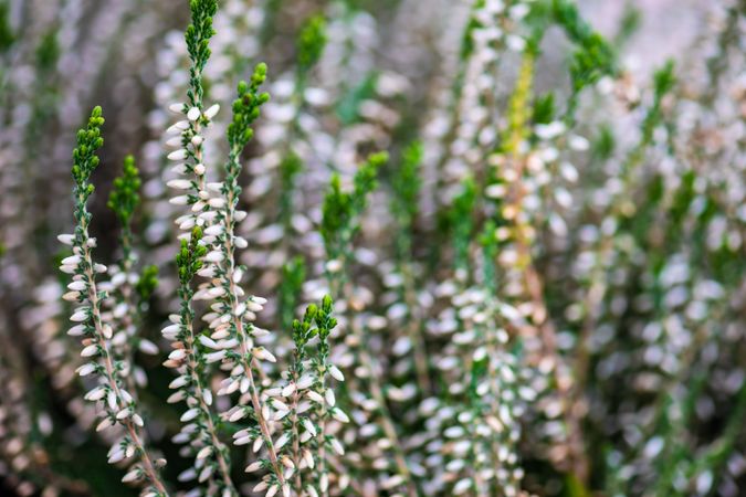 Close up of calluna flowers blooming in a garden as a natural background