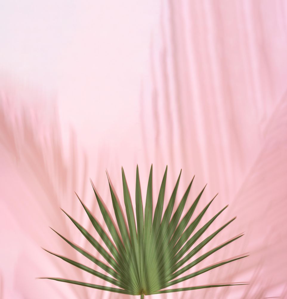 Tropical palm leaf with shadows against pink background