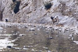 Wild longhorn goat between stones near river