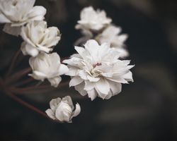 Dahlia bush growing outside on dark background