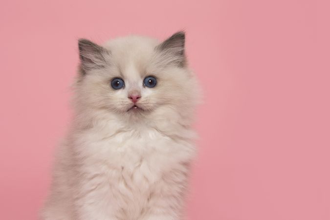 Portrait of a cute ragdoll kitten with blue eyes  looking at the camera on a pink background seen from the front