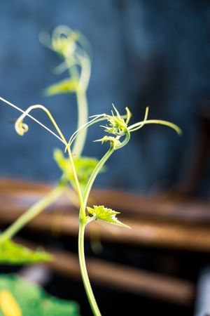 the intricate vine of a climbing plant