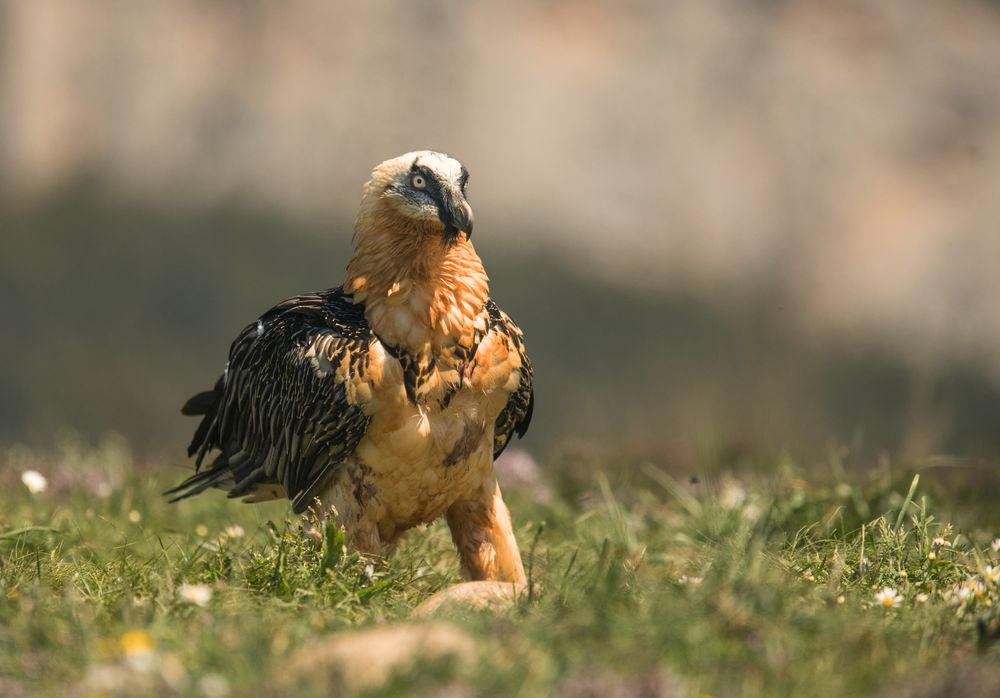 Furious wild gypaetus barbatus