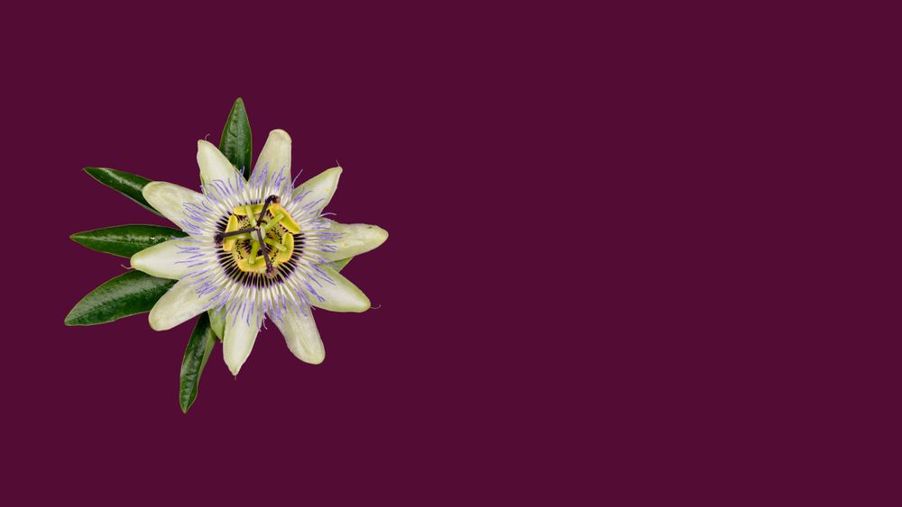 A passion flower with a yellow center is on a purple background