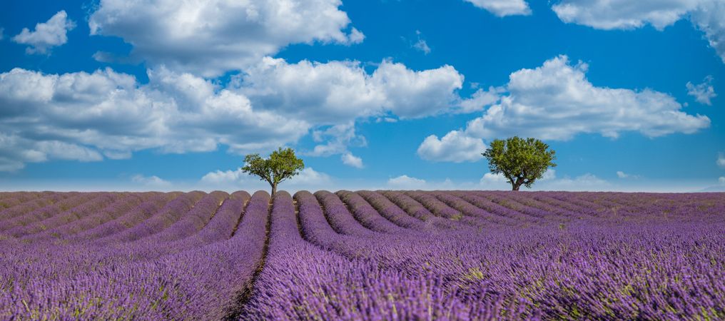 Rows of lavender in a vast field with fluffy clouds on blue sky