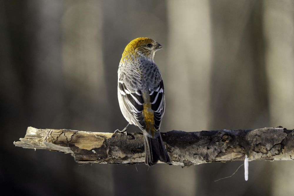 Female Pine Grosbeak at Sax-Zim Bog in Meadowlands, Minnesota