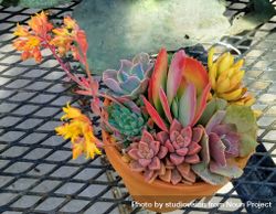 Succulents in a pot on a table, top view 4NqE25