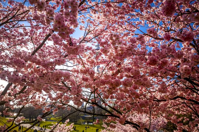 Pink cherry blossom tree under blue sky