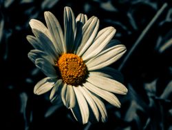Marguerite flower in bloom