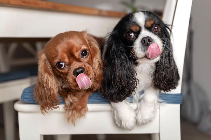 Two cavalier spaniels licking their lips lying on a chair