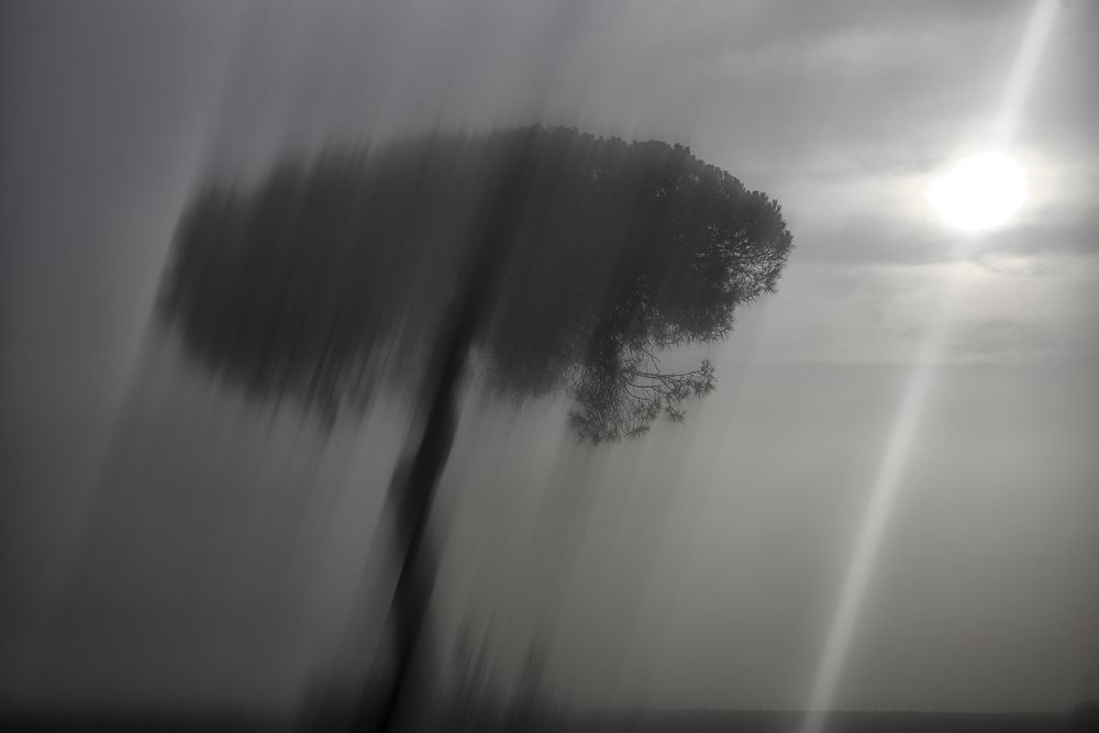 Defocused trees in sunset valley