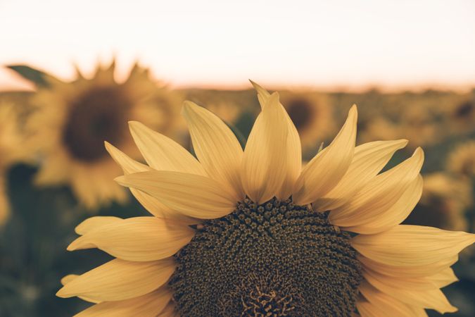 Sunflowers on background of blue sky