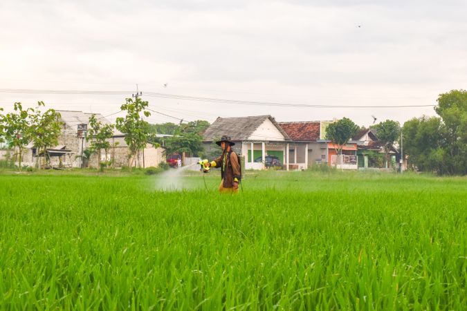 Farmer in Indonesia spraying plants while walking in field