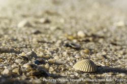 Seashell close-up on beach 0JlDv4
