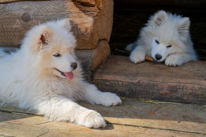 Two Japanese Spitz puppies sitting on wooden floor