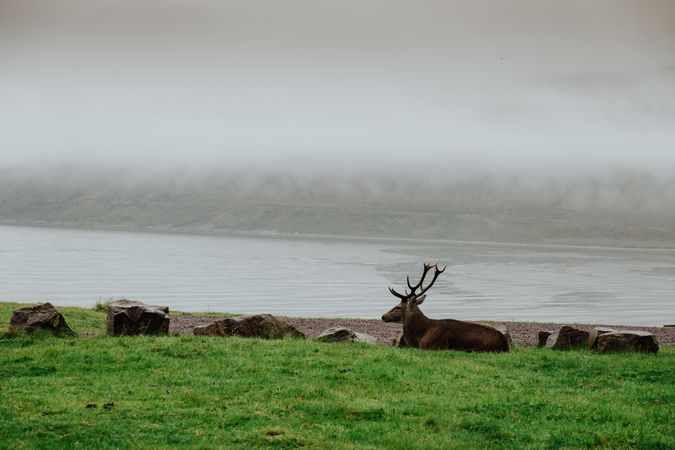 Herd of deers resting on grassy coast