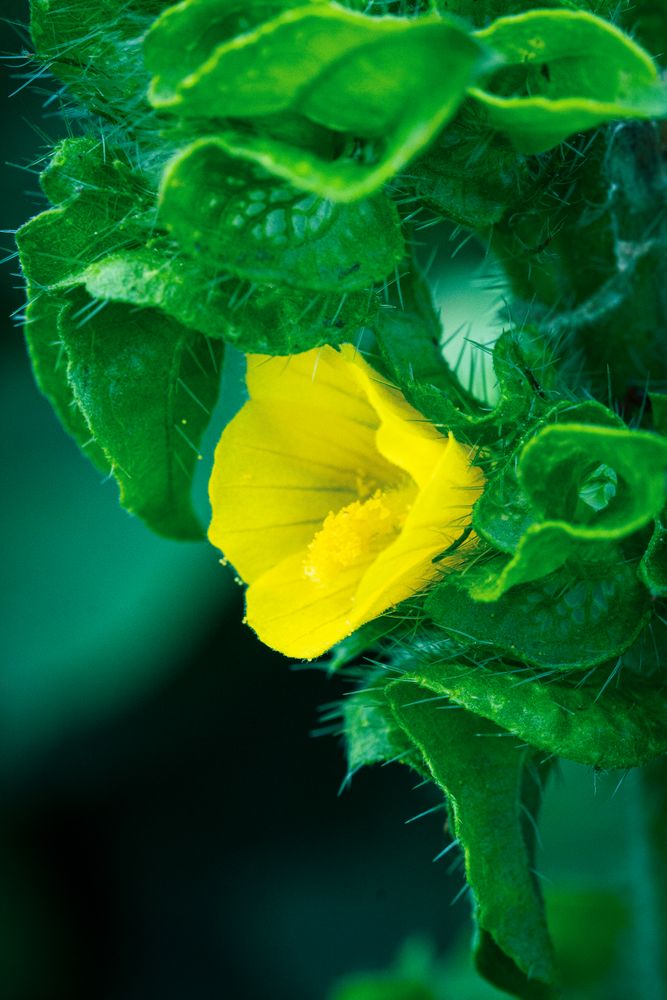 the delicate beauty of a grass flower, showcasing its slender, feathery petals and intricate structurethe delicate beauty of a grass flower, showcasing its slender, feathery petals and intricate structure