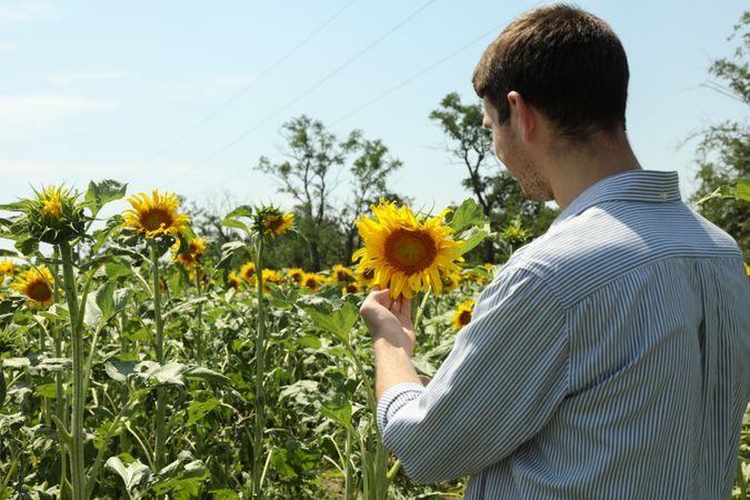Happy farmer looking on sunflower. Sunflower harvest
