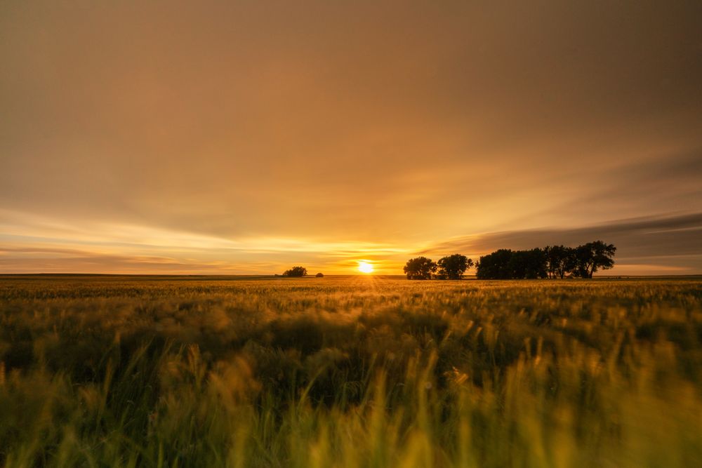Grass field at sunset