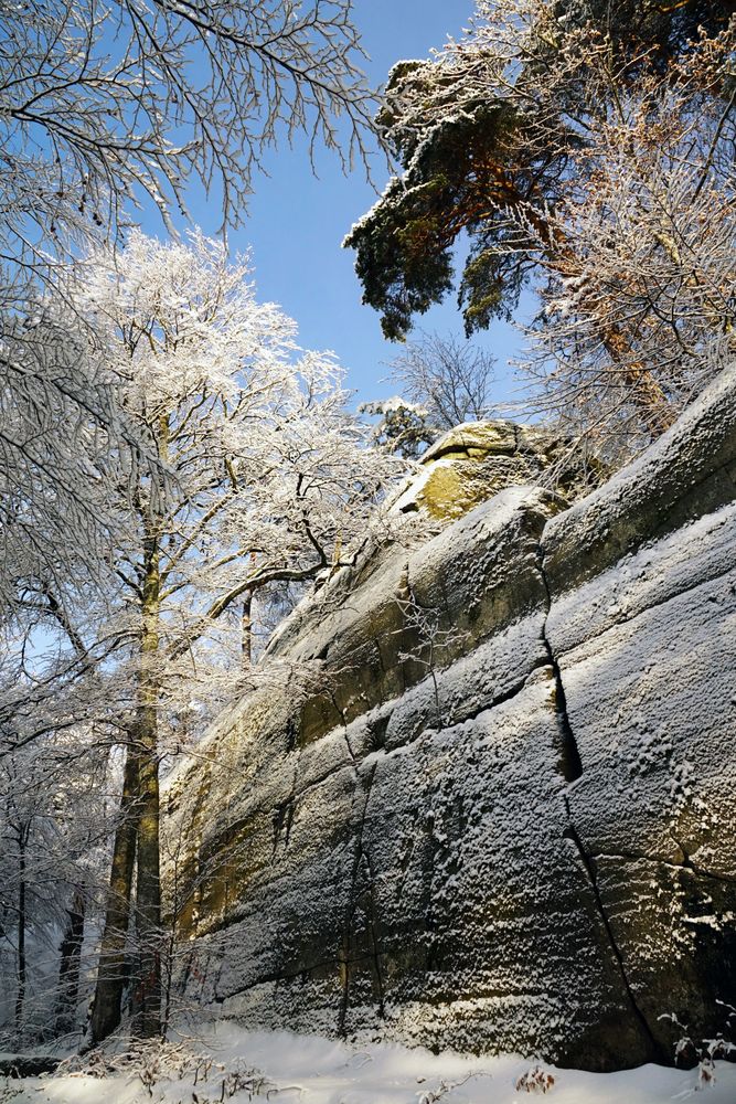 Tall frosted trees beside stone cliff with pine trees