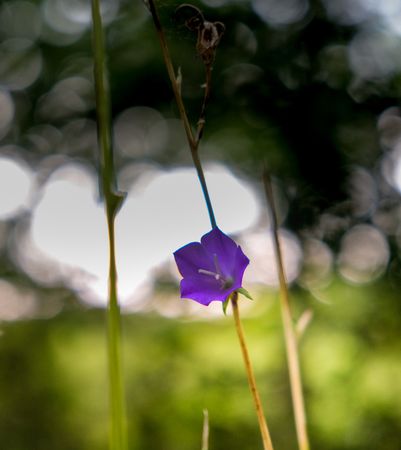 Purple bellflower in a bright field with selective focus