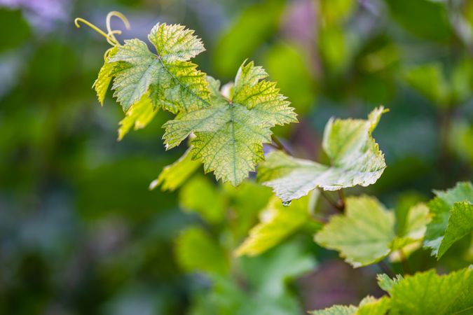 Vineyard branch in Kakheti region, Georgia