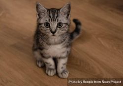 Silver tabby cat on brown parquet flooring 5r7RP4