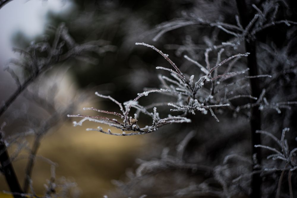 Winter branch with frost in winter