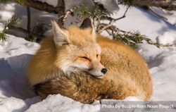 Red fox sleeping on snow covered ground bxMBB0